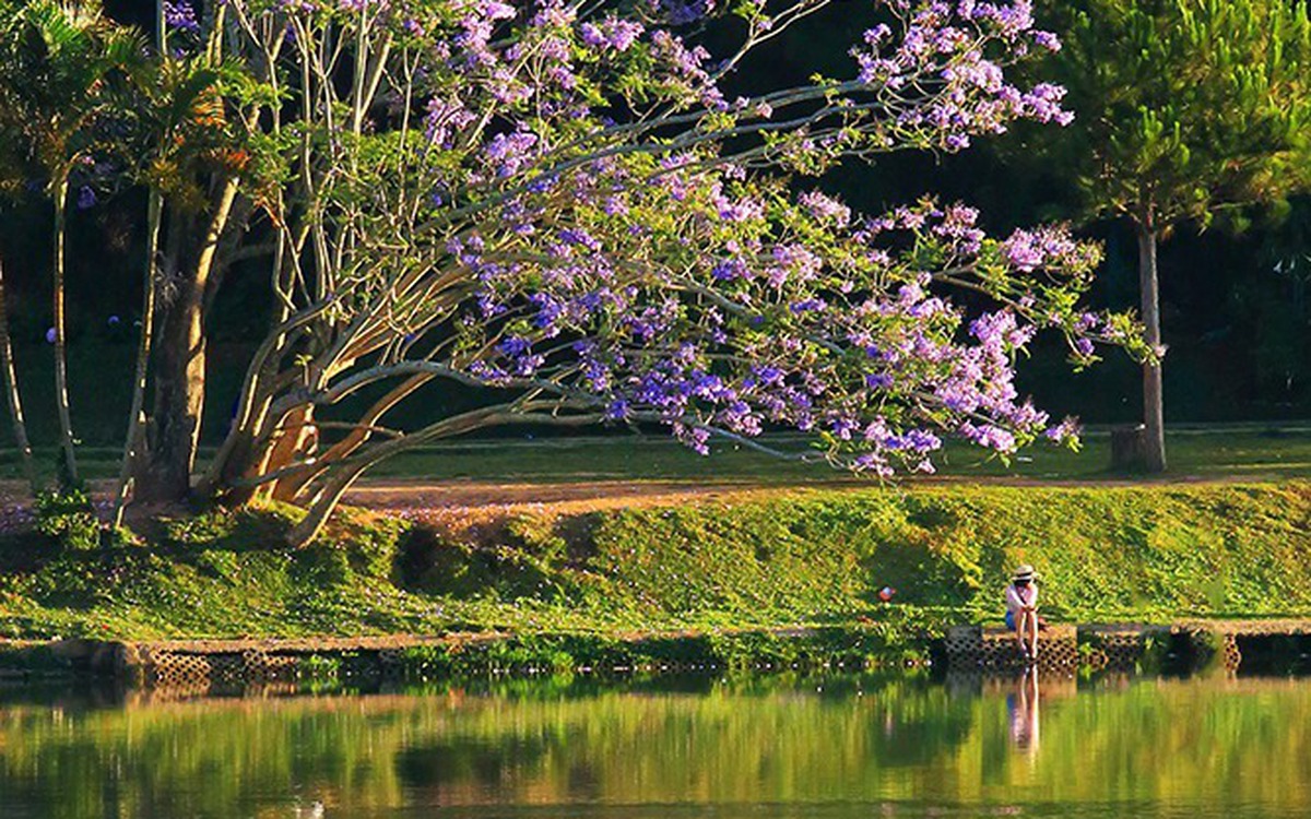 Močan veter izruval vijolični jakarandi ob jezeru Xuan Huong v Đà Lạtu