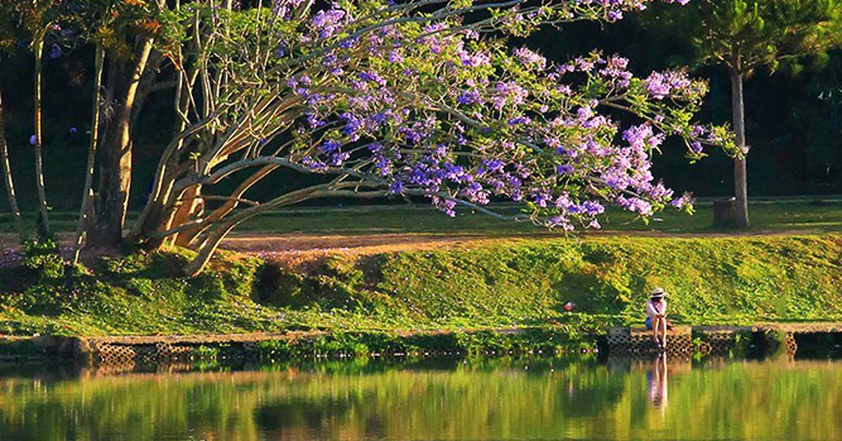 Cây phượng tím hồ Xuân Hương Đà Lạt bật gốc, người dân thấy ‘phần ký ức của mình vừa rơi xuống'