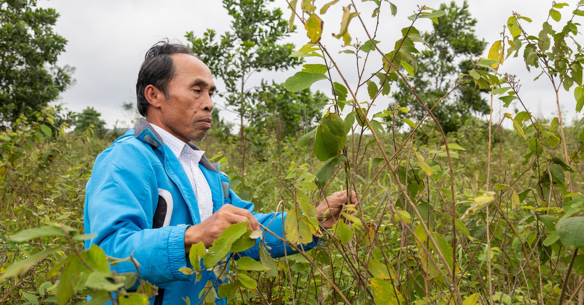 Ôm mộng đổi đời từ liên kết trồng cây an xoa xuất sang Mỹ, nông dân ôm nợ