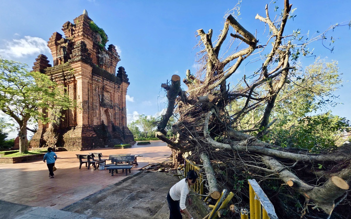 Đau lòng cây si hơn 100 tuổi trên di tích Tháp Nhạn bị bão Kalmaegi đánh ngã: Nỗ lực cứu!