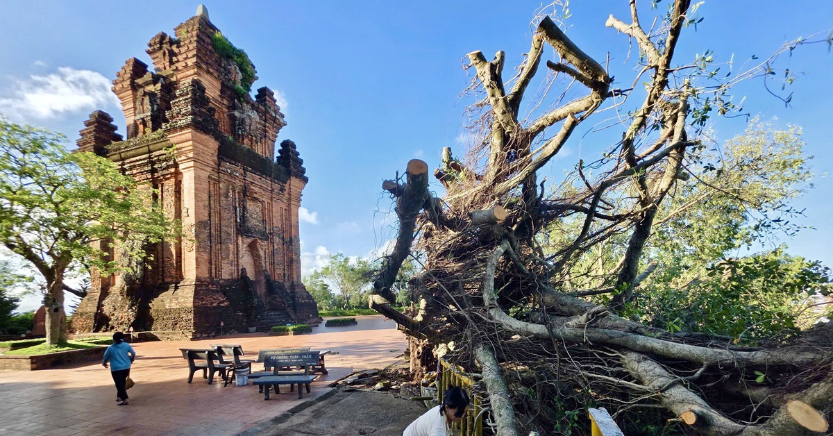Đau lòng cây si hơn 100 tuổi trên di tích Tháp Nhạn bị bão Kalmaegi đánh ngã: Nỗ lực cứu!