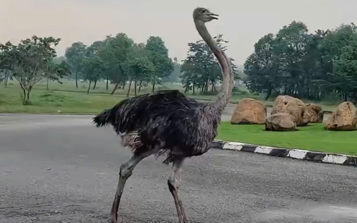 Tiêu hủy đà điểu chạy trên đường ở TP.HCM