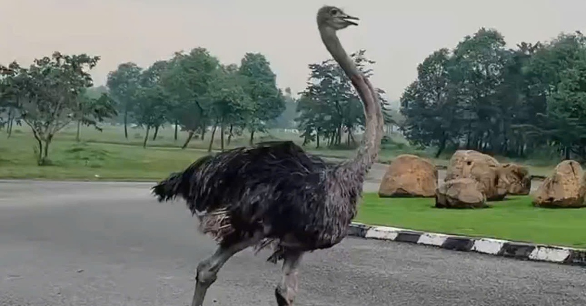 Tiêu hủy đà điểu chạy trên đường ở TP.HCM