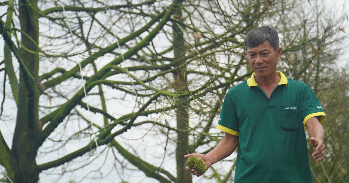 Nhà vườn trồng sầu riêng mất tiền tỉ xây tường ngăn thủy triều