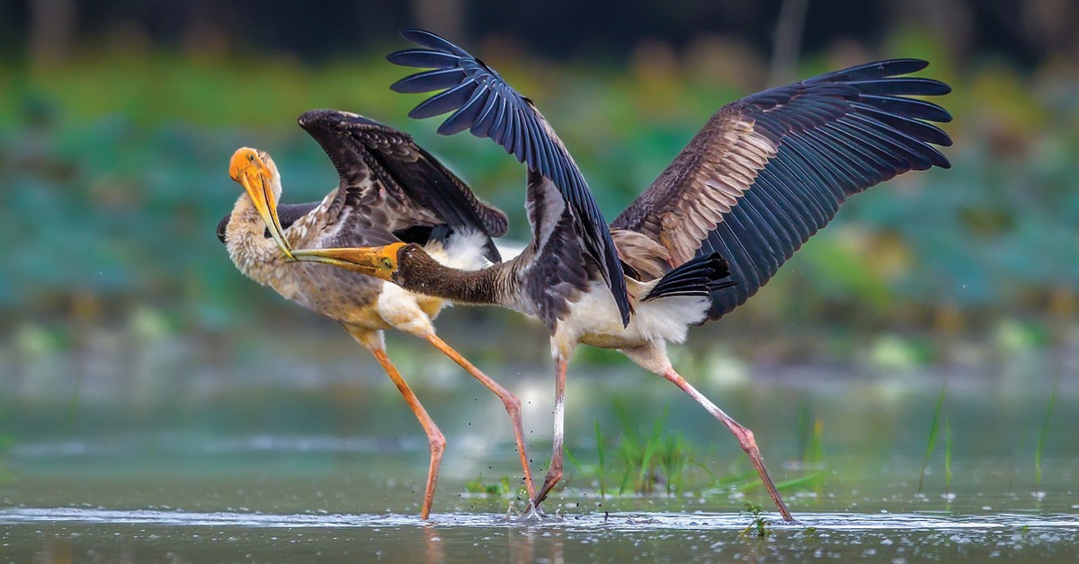 Thi ảnh thiên nhiên hoang dã không phải để săn ảnh