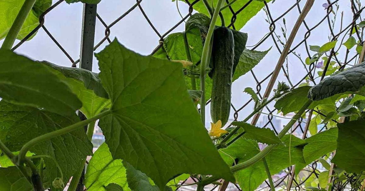 Giàn dưa dại sau dông bão