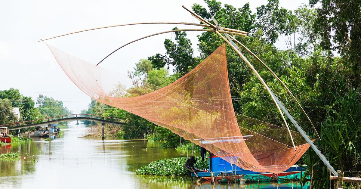 Dân miền Tây cất vó đón luồng cá đồng ra sông trong mùa nước nổi