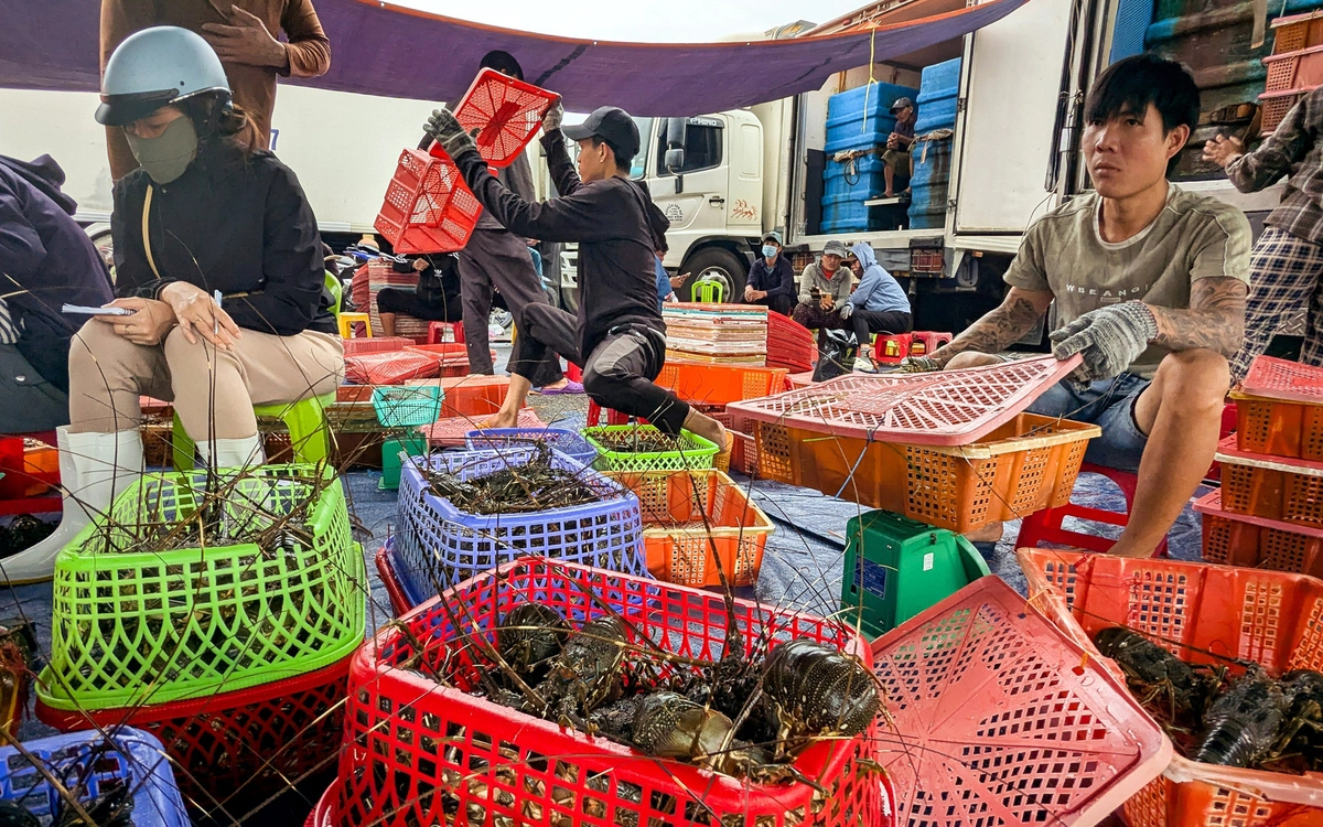 Thủ phủ tôm hùm vịnh Xuân Đài 'quyết dựng lại cơ nghiệp' sau bão lũ