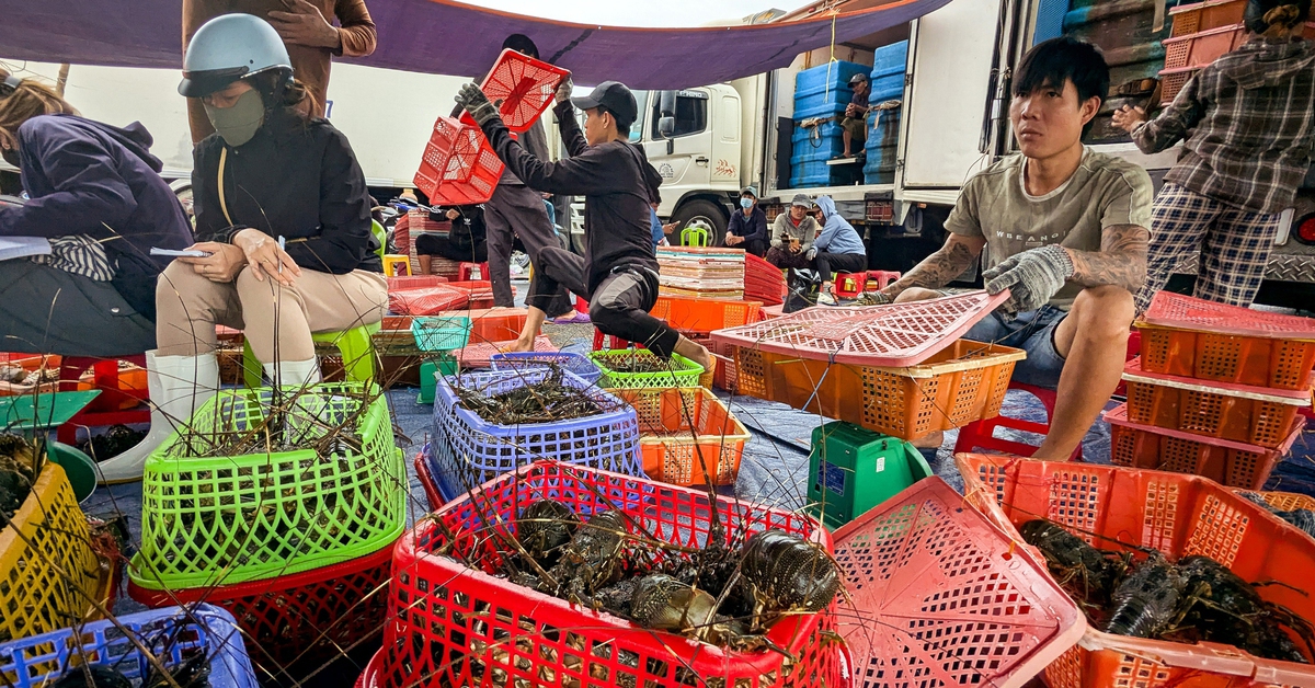 Thủ phủ tôm hùm vịnh Xuân Đài 'quyết dựng lại cơ nghiệp' sau bão lũ