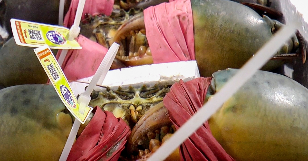 Cà Mau lên kế hoạch phát triển 50.000ha nuôi cua phục vụ xuất khẩu sang Trung Quốc