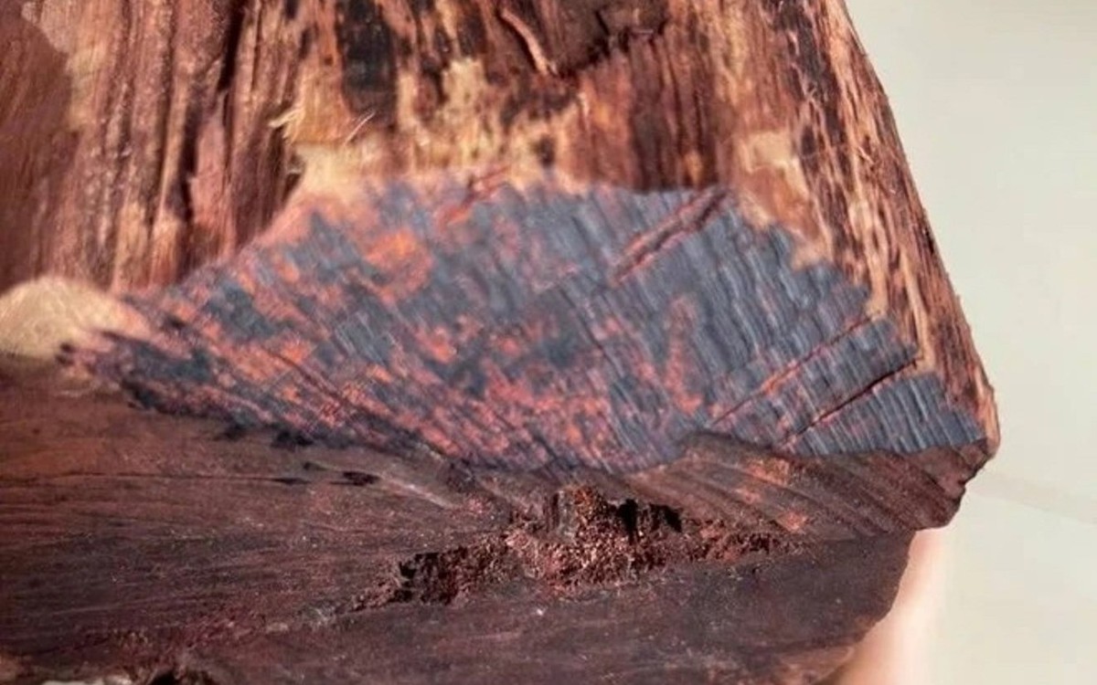 Thương lái Trung Quốc gom gỗ mục giá 3 triệu/kg, người dân đổ vào rừng săn tìm, kiểm lâm cảnh báo