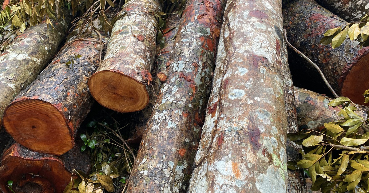 Công an vào cuộc vụ đốn hạ hàng chục cây xà cừ trong công viên ở Cần Thơ