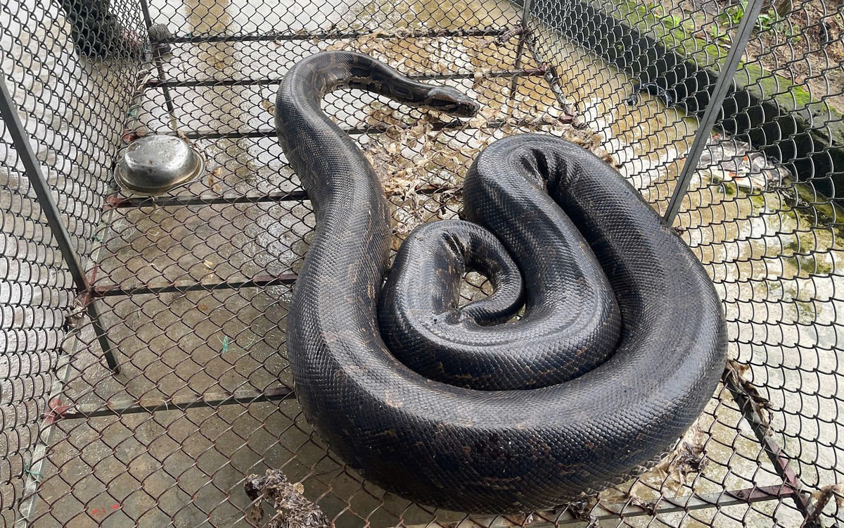 Trăn đất 37kg 'bò lạc' vào vườn được người dân bắt giao cho vườn quốc gia