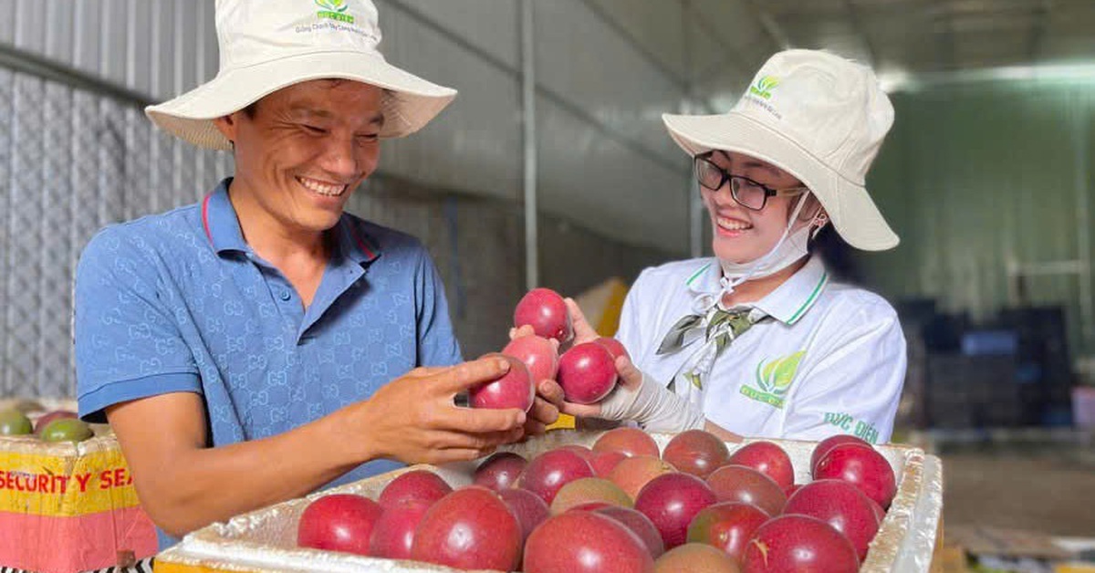 Xuất khẩu chanh leo vượt 200 triệu USD, Tây Nguyên dẫn đầu