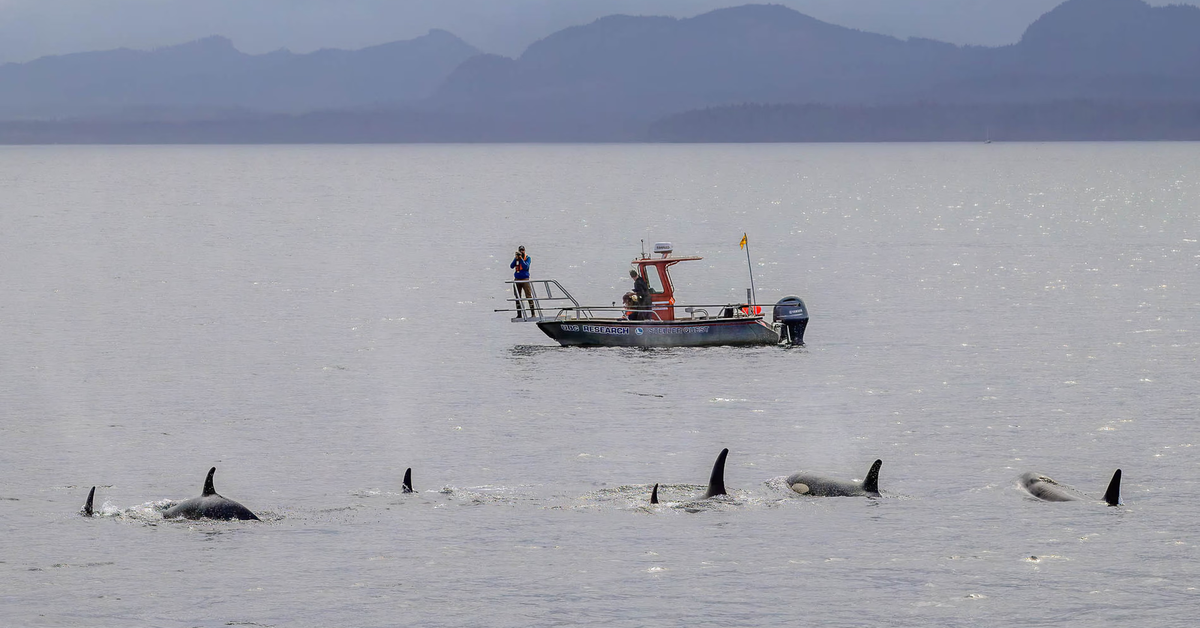 Lần đầu phát hiện cá voi sát thủ và cá heo "hợp tác" săn mồi