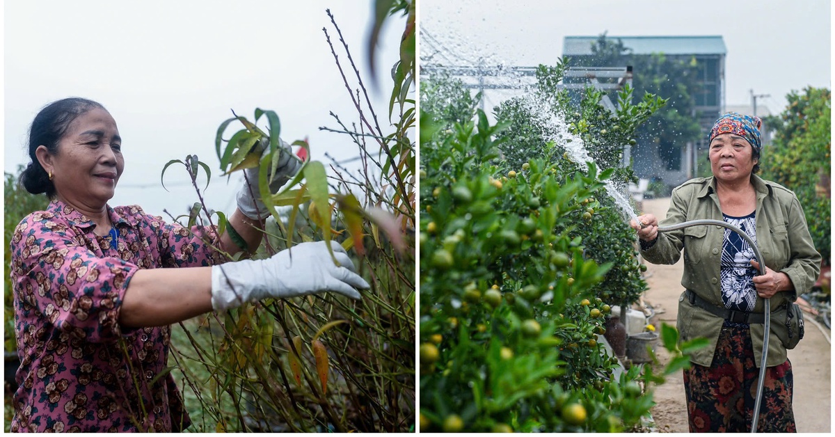 Làng đào, làng quất Hà Nội 'tất bật' vào mùa tuốt lá, uốn thế đón xuân