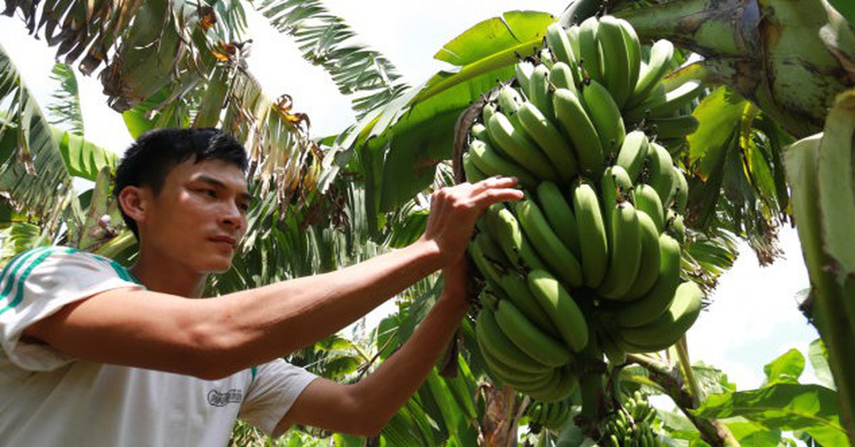 Chuối Việt trước mục tiêu xuất khẩu tỉ đô và 'cơn ác mộng' bệnh héo vàng Panama