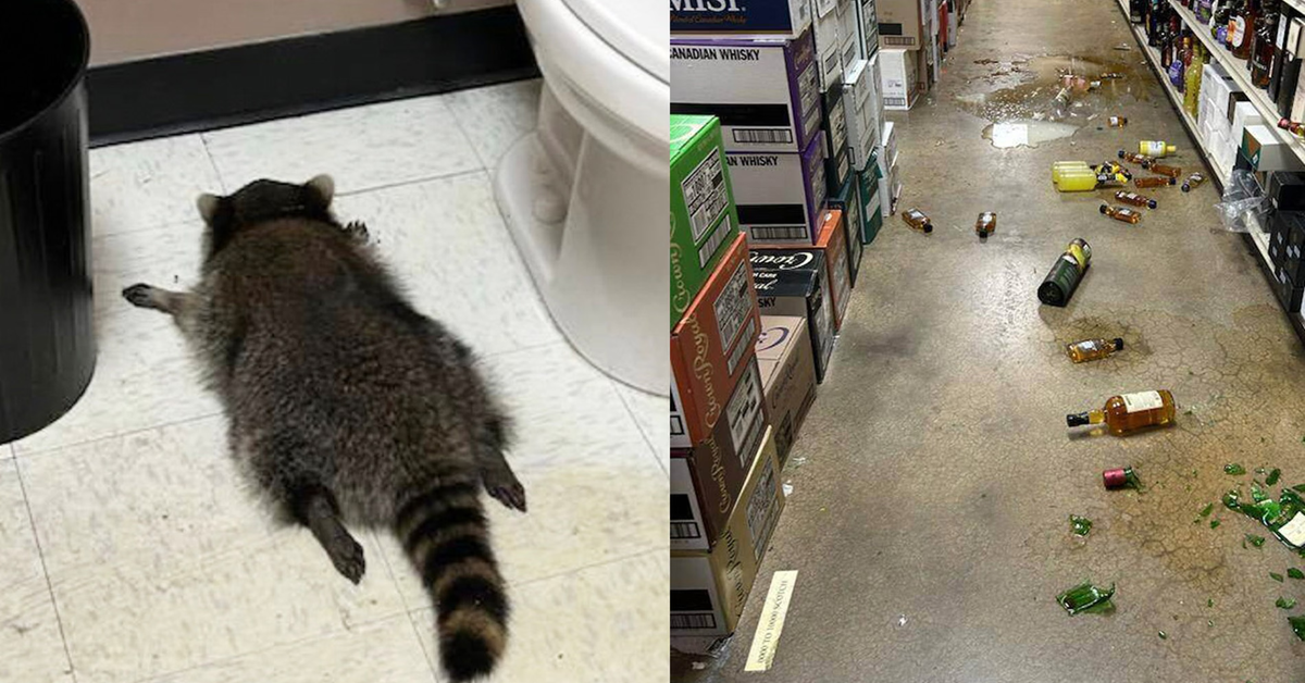 Vụ gấu mèo ‘quậy tưng’ cửa hàng rượu ở Mỹ: Không phải lần đầu, từng ghé thăm võ đường