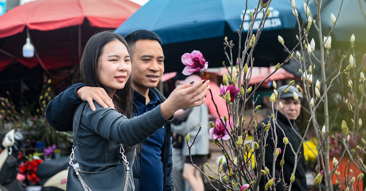 Chơi hoa sớm đón Tết, mộc lan được săn tìm tại Hà Nội