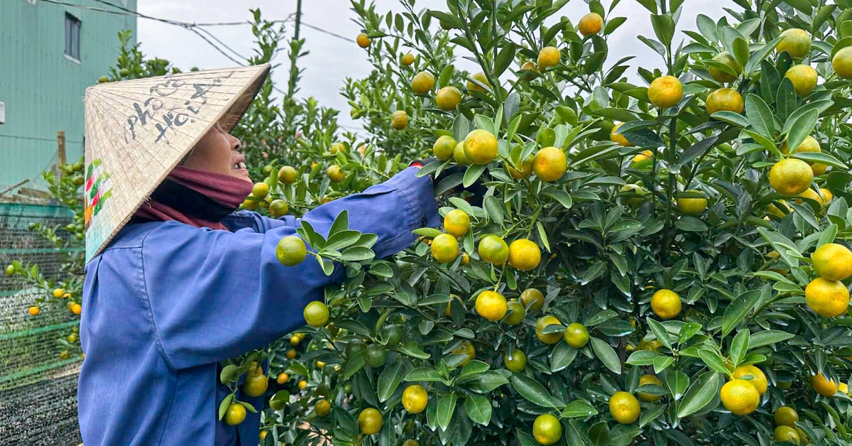 Thủ phủ quất cảnh miền Trung chật vật vụ Tết