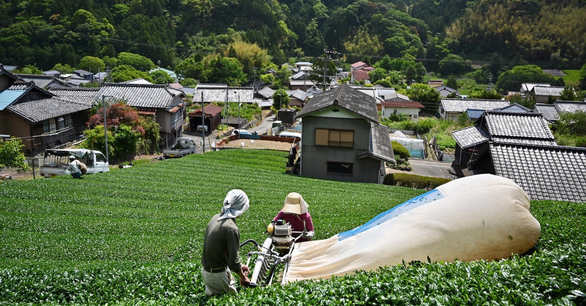 Matcha bùng nổ toàn cầu, trà xanh Nhật bán chạy nhất 70 năm qua