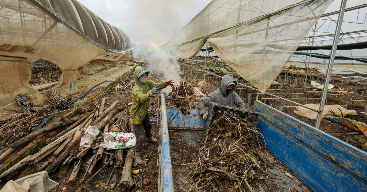 Nỗ lực giữ giá hàng Tết