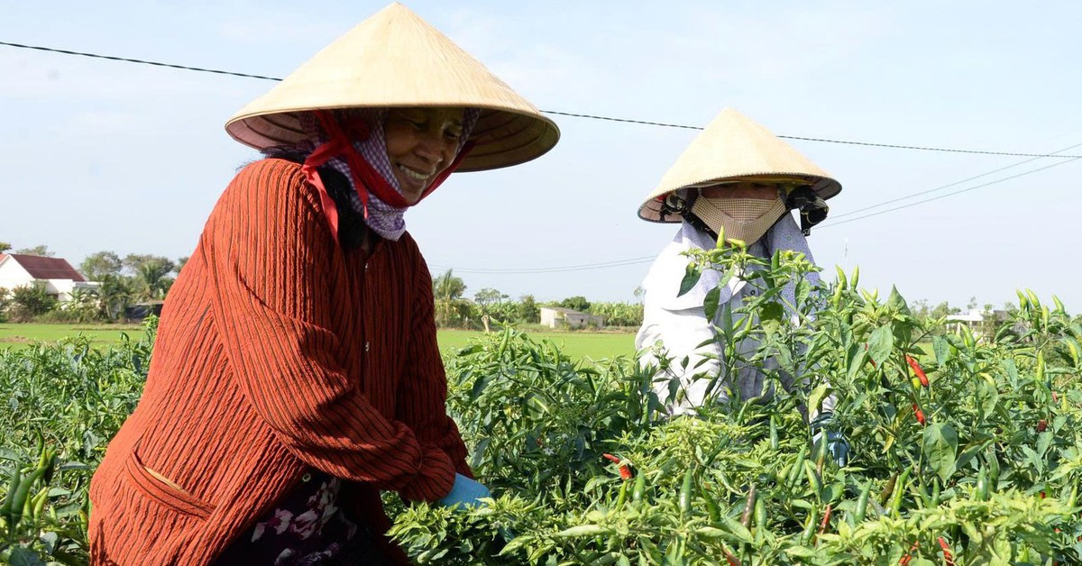 Giá ớt tại Đồng Tháp tăng kỷ lục, nông dân phấn khởi thu tiền triệu mỗi ngày
