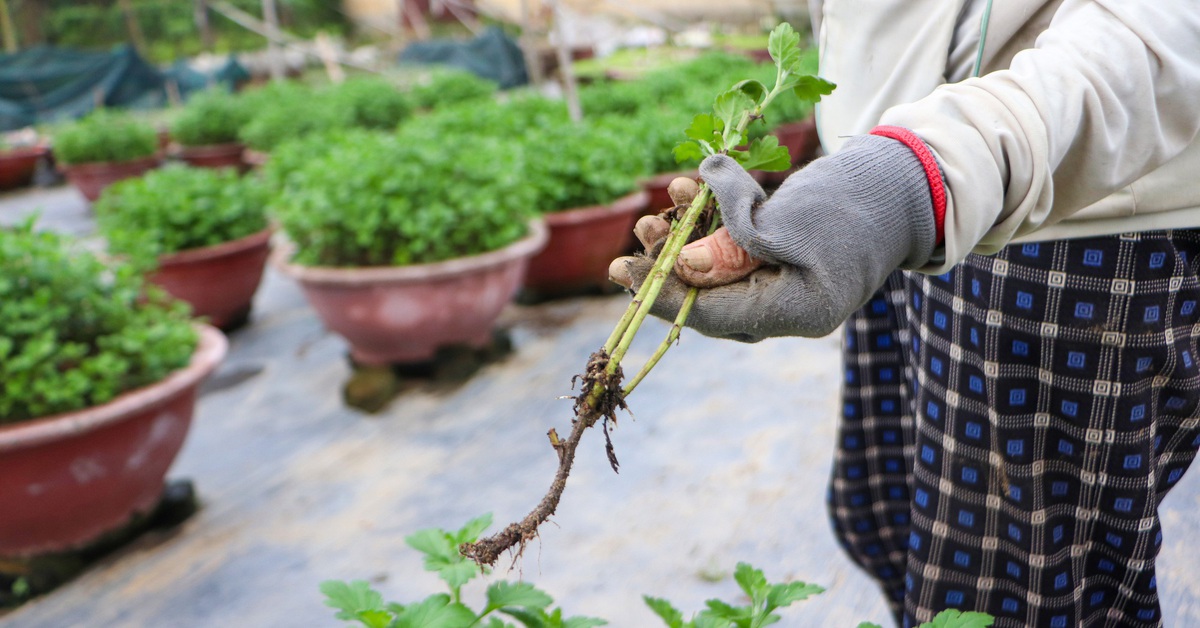 Hoa cúc thối rễ, nông dân Đà Nẵng lo mất trắng vụ Tết