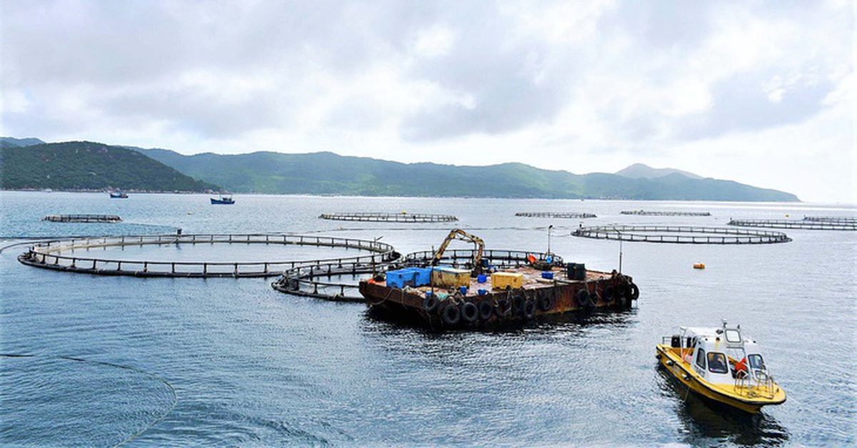 Bộ trưởng Trần Đức Thắng cùng hiệp hội bàn hướng phát triển nuôi biển công nghiệp, bền vững