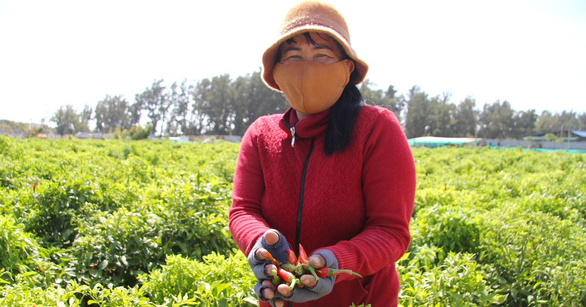 Giá ớt tăng kỷ lục, nông dân Ninh Thuận cũ không có hàng để bán