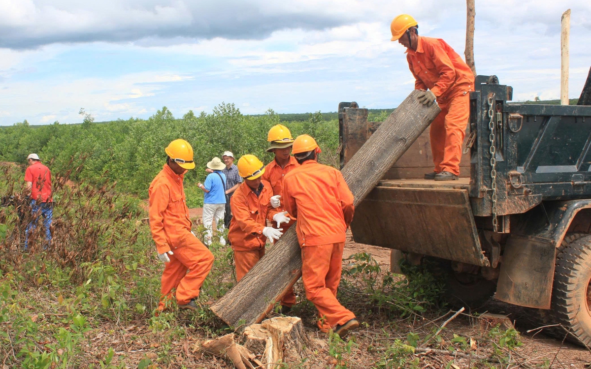 Đưa rừng trồng gỗ lớn Quảng Trị đi châu Âu