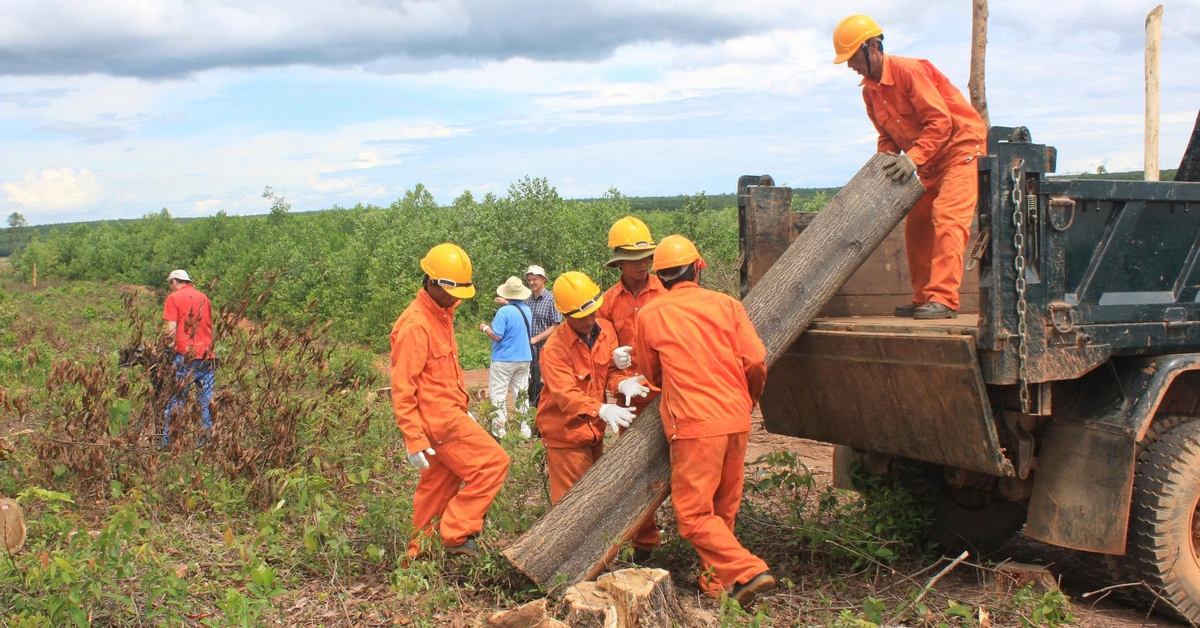 Đưa rừng trồng gỗ lớn Quảng Trị đi châu Âu