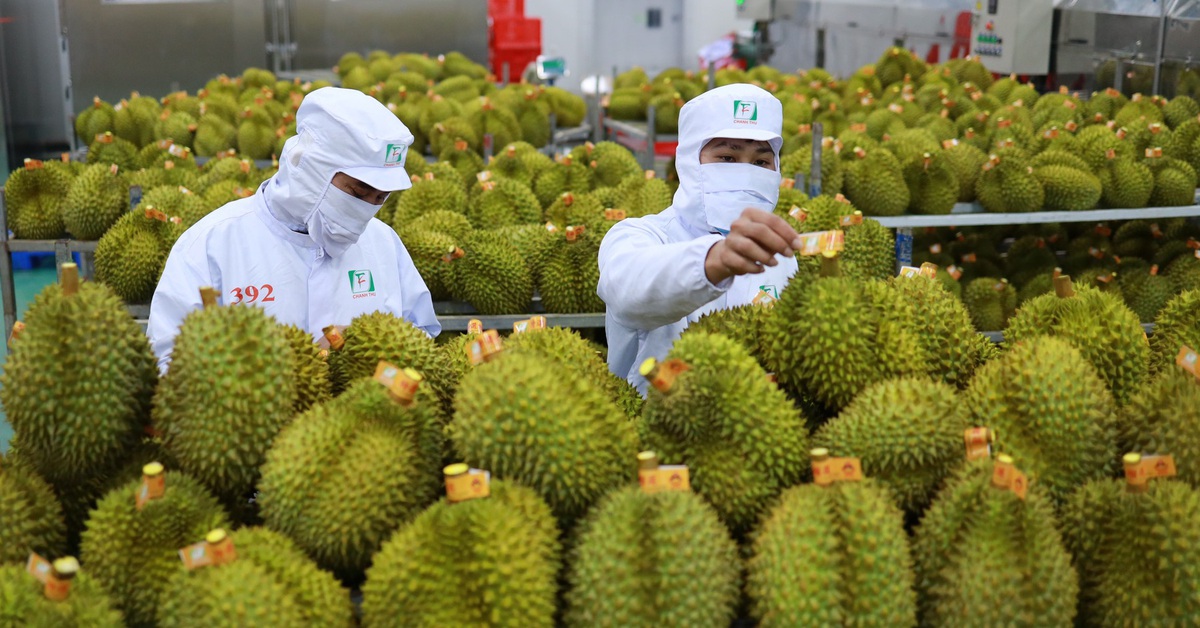 Thí điểm truy xuất nguồn gốc trái sầu riêng bằng tem do Bộ Công an phát hành