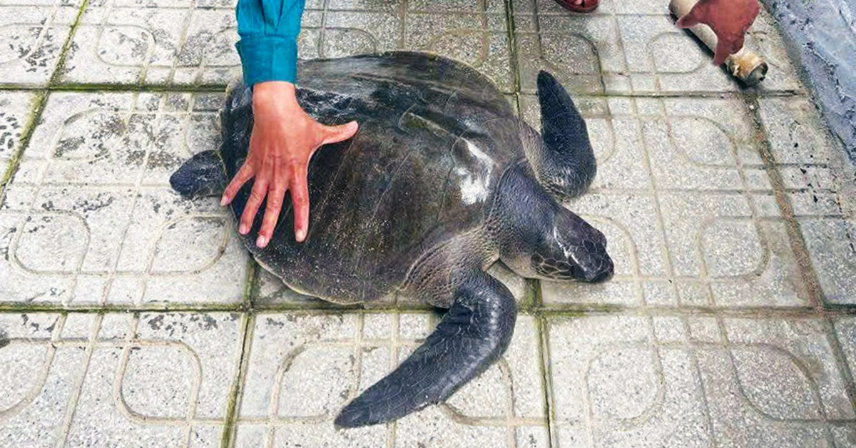 Đồi mồi dứa quý hiếm 17kg mắc vào lưới của ngư dân