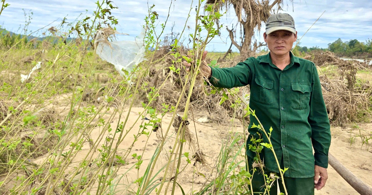 Sớm rót vốn cho nhà vườn vùng lũ