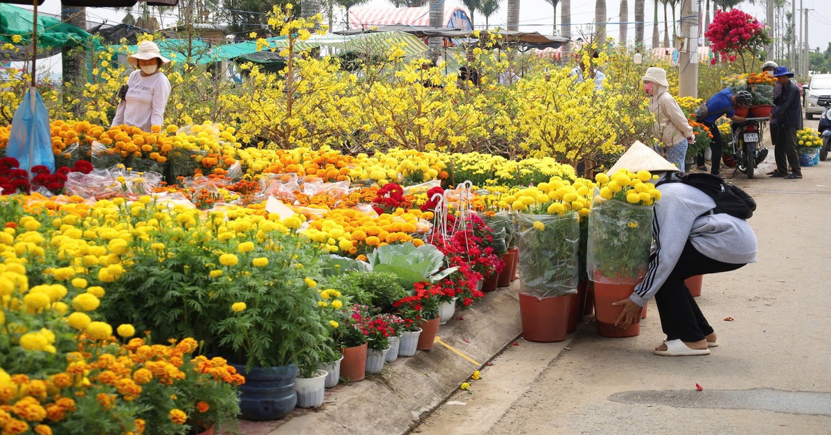 Cần Thơ tổ chức chợ hoa xuân trong 10 ngày, miễn phí tiền mặt bằng