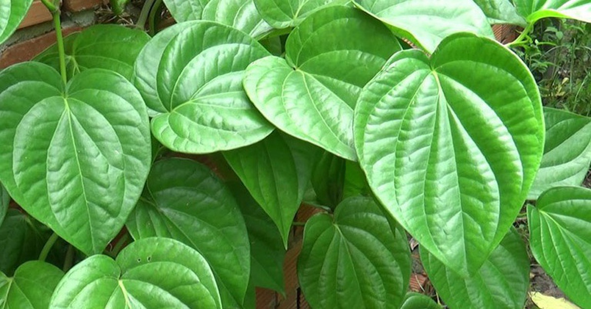 Cách dùng lá trầu không hỗ trợ trị viêm, khử khuẩn, đau nhức xương