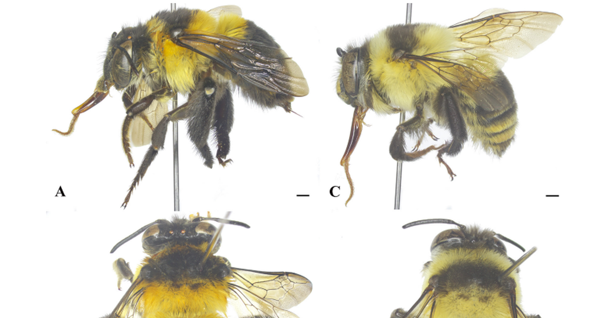 Cá bám đá, ong "gấu bông" của Việt Nam nằm trong số 70 loài sinh vật mới năm 2025