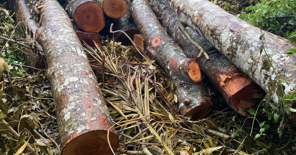 Cần Thơ chỉ đạo tăng cường kiểm tra, quản lý sau vụ 42 cây xà cừ trong công viên bị đốn