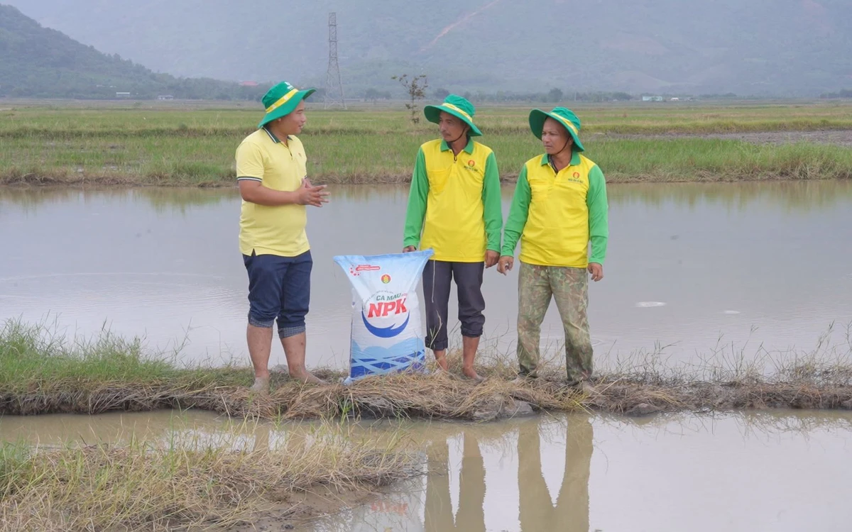 Những mầm xanh tái sinh sau lũ