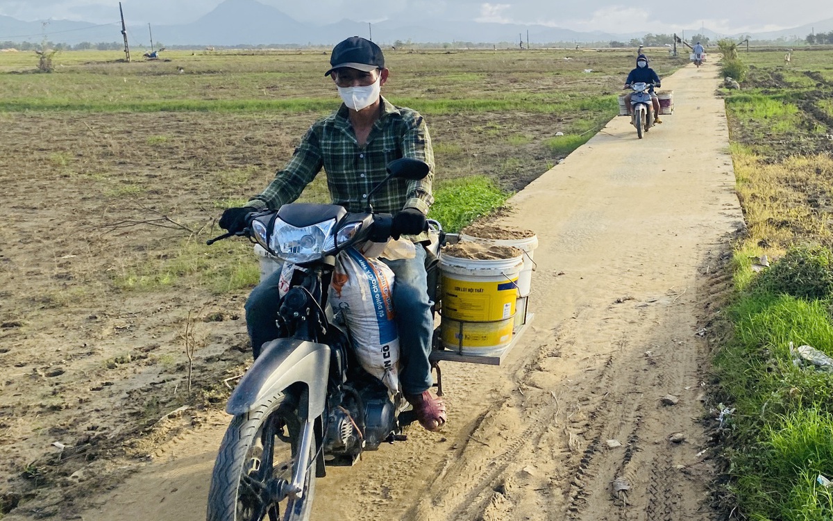 Ruộng đồng thành 'mỏ cát' sau lũ, nông dân mang xô đi gom về để dành