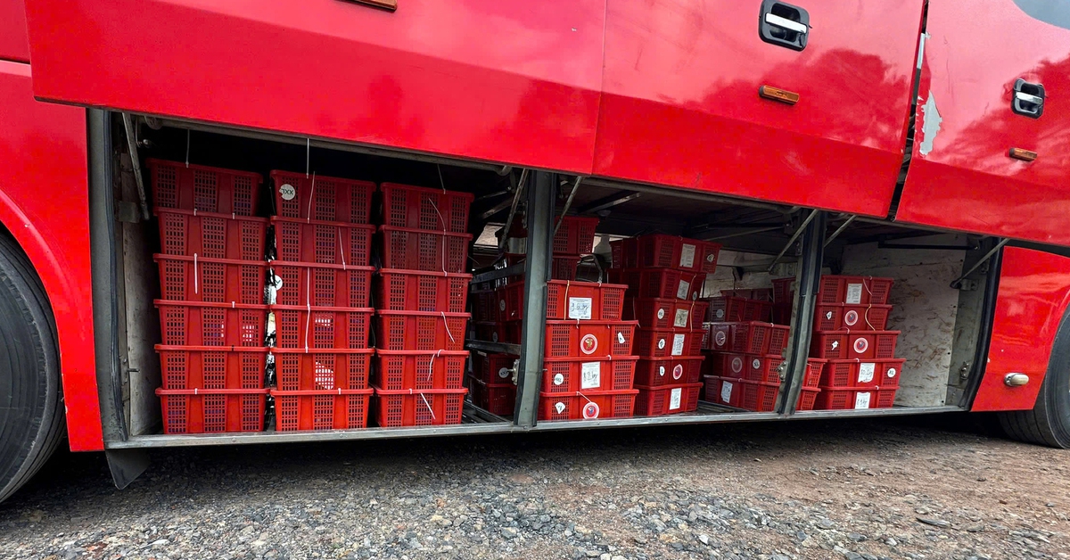 Phát hiện 676 con rắn hổ mang nặng gần 1.000kg dưới gầm xe khách giường nằm