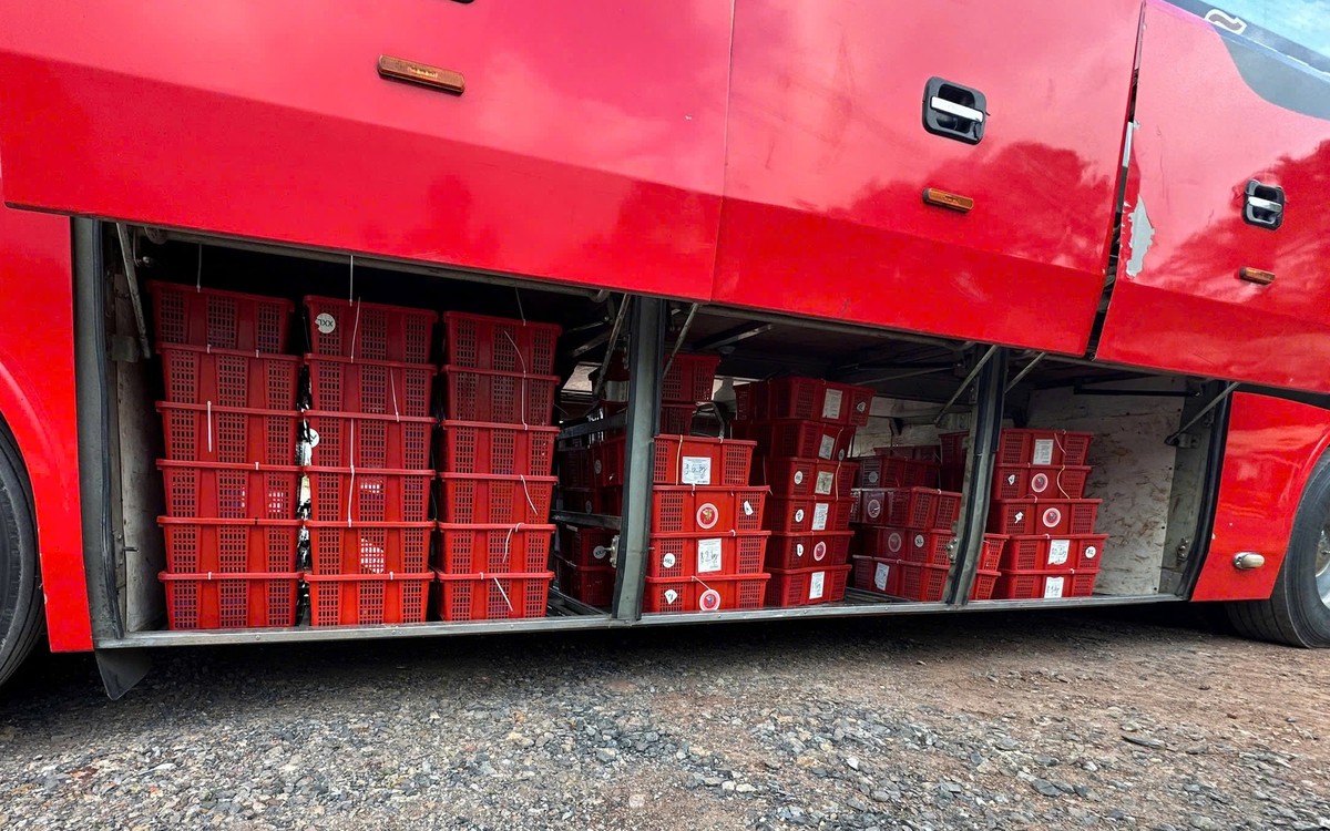 Phát hiện 676 con rắn hổ mang nặng gần 1.000kg dưới gầm xe khách giường nằm