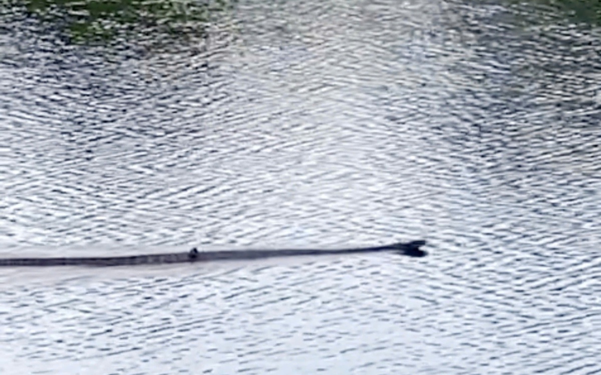 Rắn hổ mang chúa gần 7kg xuất hiện ở Vườn quốc gia U Minh Thượng