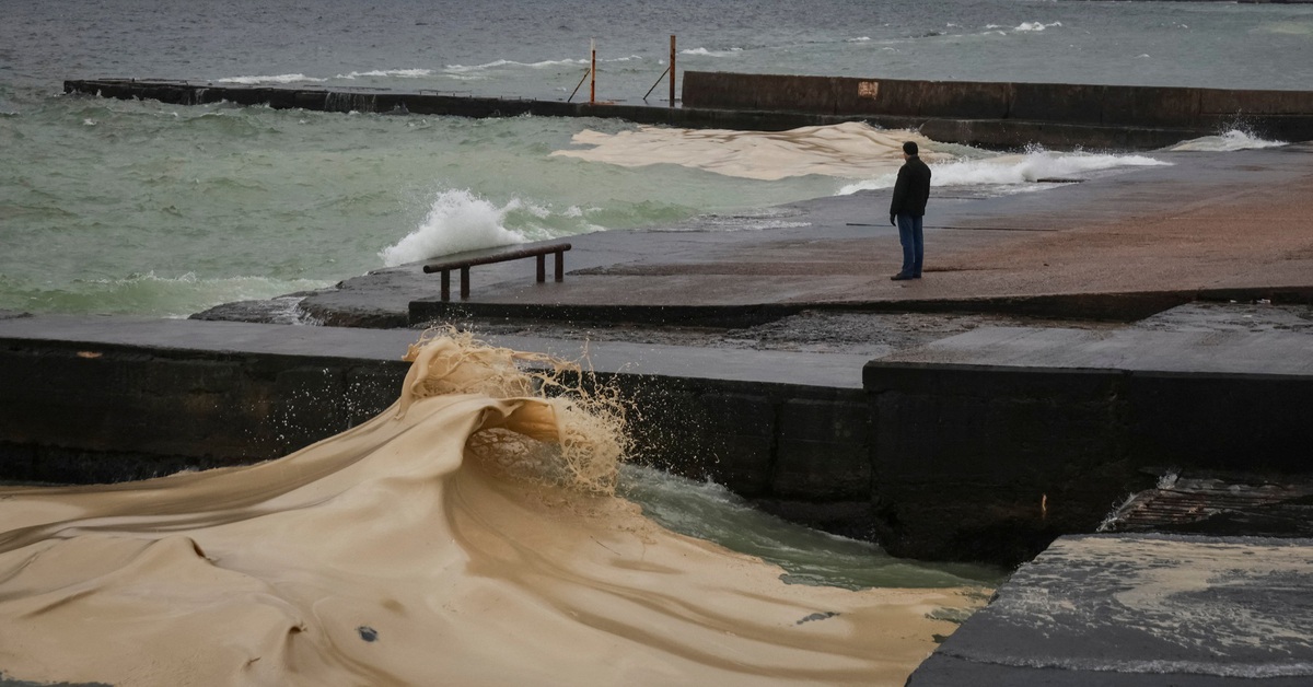 Tràn dầu hướng dương ở Odessa sau không kích, chim chết la liệt dọc bờ biển