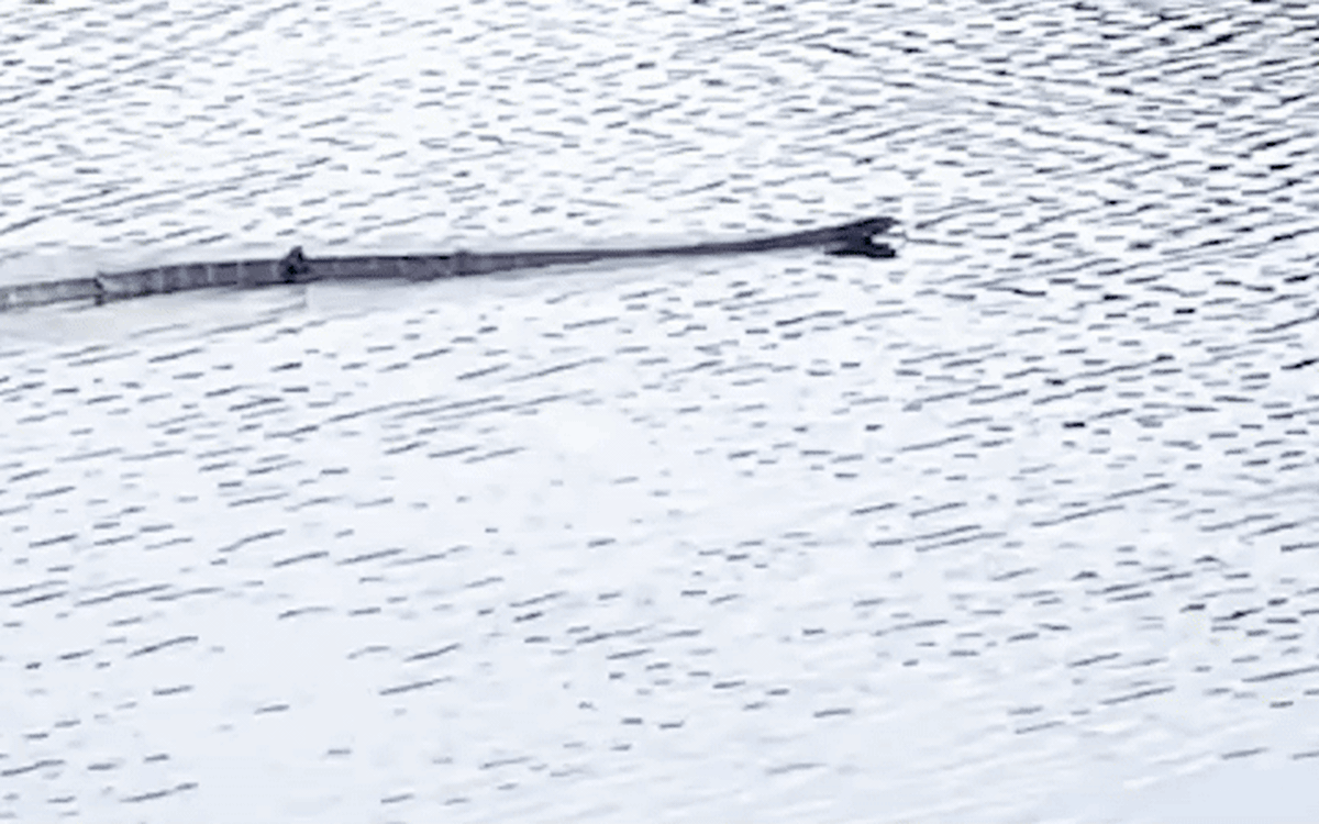 Vì sao rắn hổ mang chúa xuất hiện ở Vườn quốc gia U Minh Thượng nặng khoảng 7kg, dài chỉ hơn 1,5m?