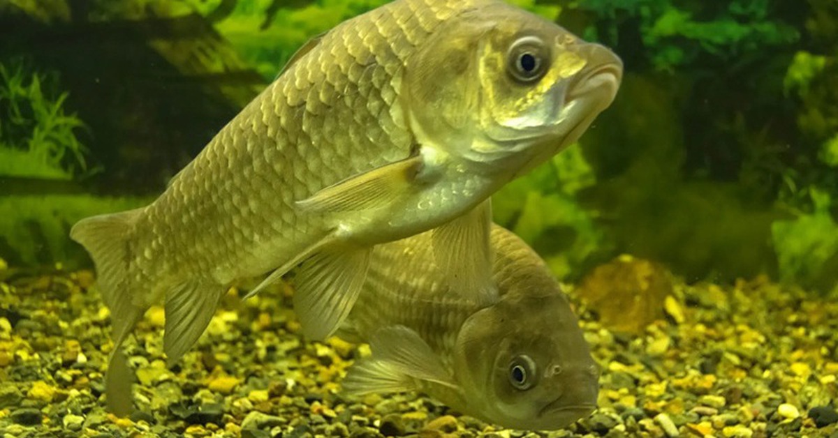 Trung Quốc tạo giống cá diếc "ăn không sợ mắc xương"