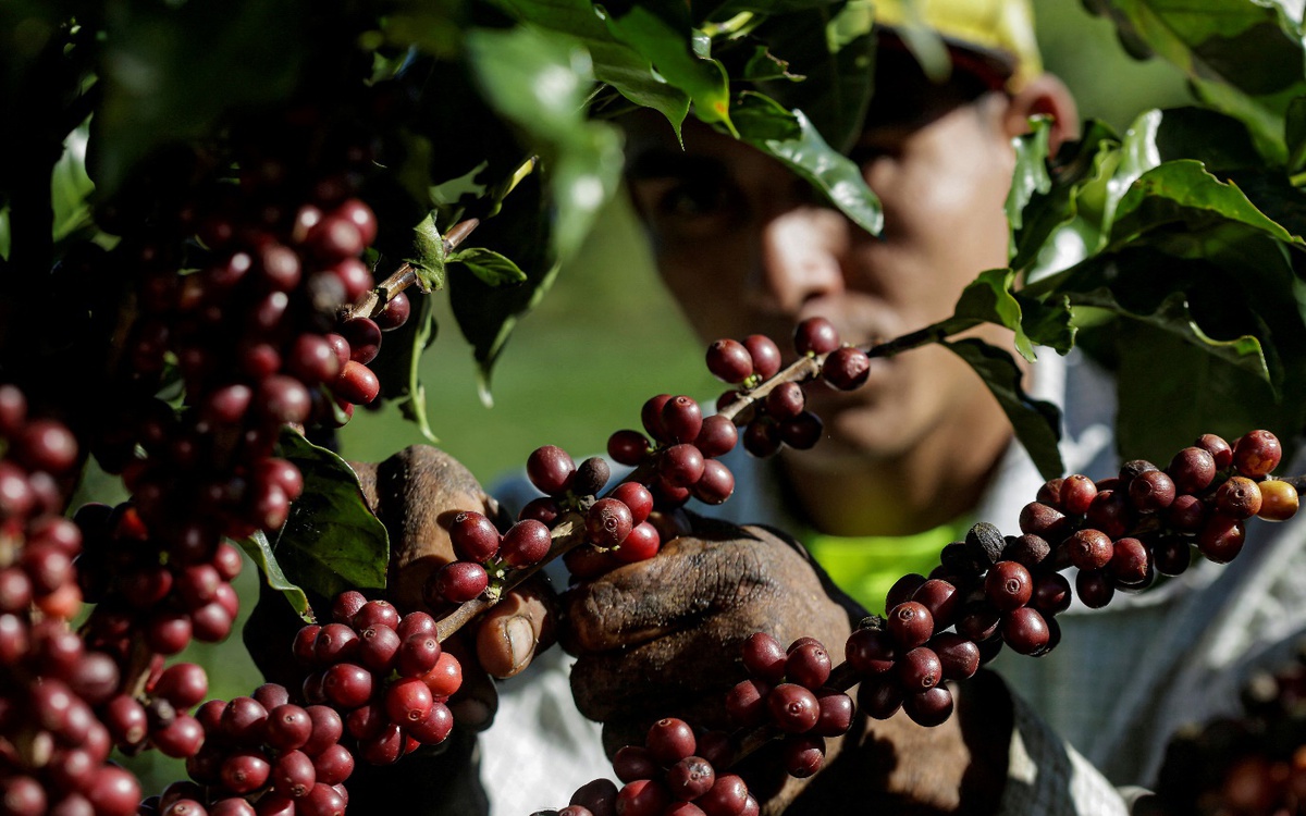 Nguyên nhân khiến giá cà phê trên thế giới tăng vọt