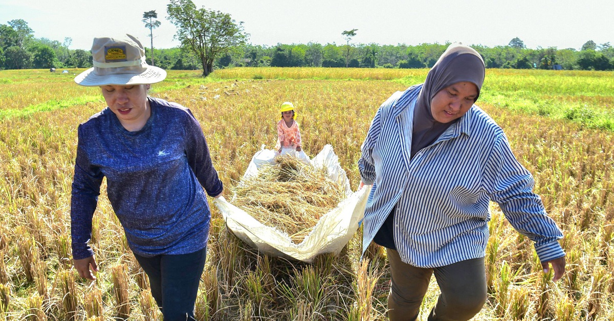 Giá gạo Nhật Bản tăng kỷ lục, Thái Lan tranh thủ đẩy mạnh xuất khẩu