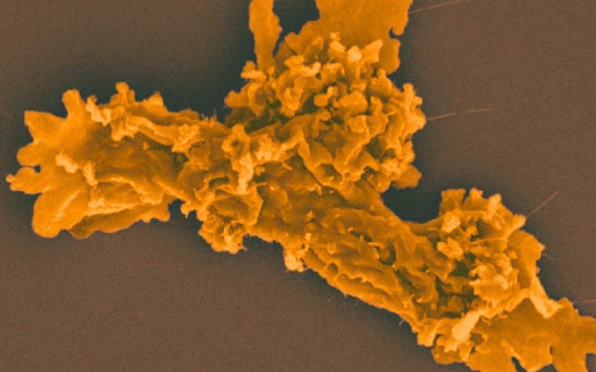 Phát hiện sinh vật mới sinh sôi ở nhiệt độ 63°C